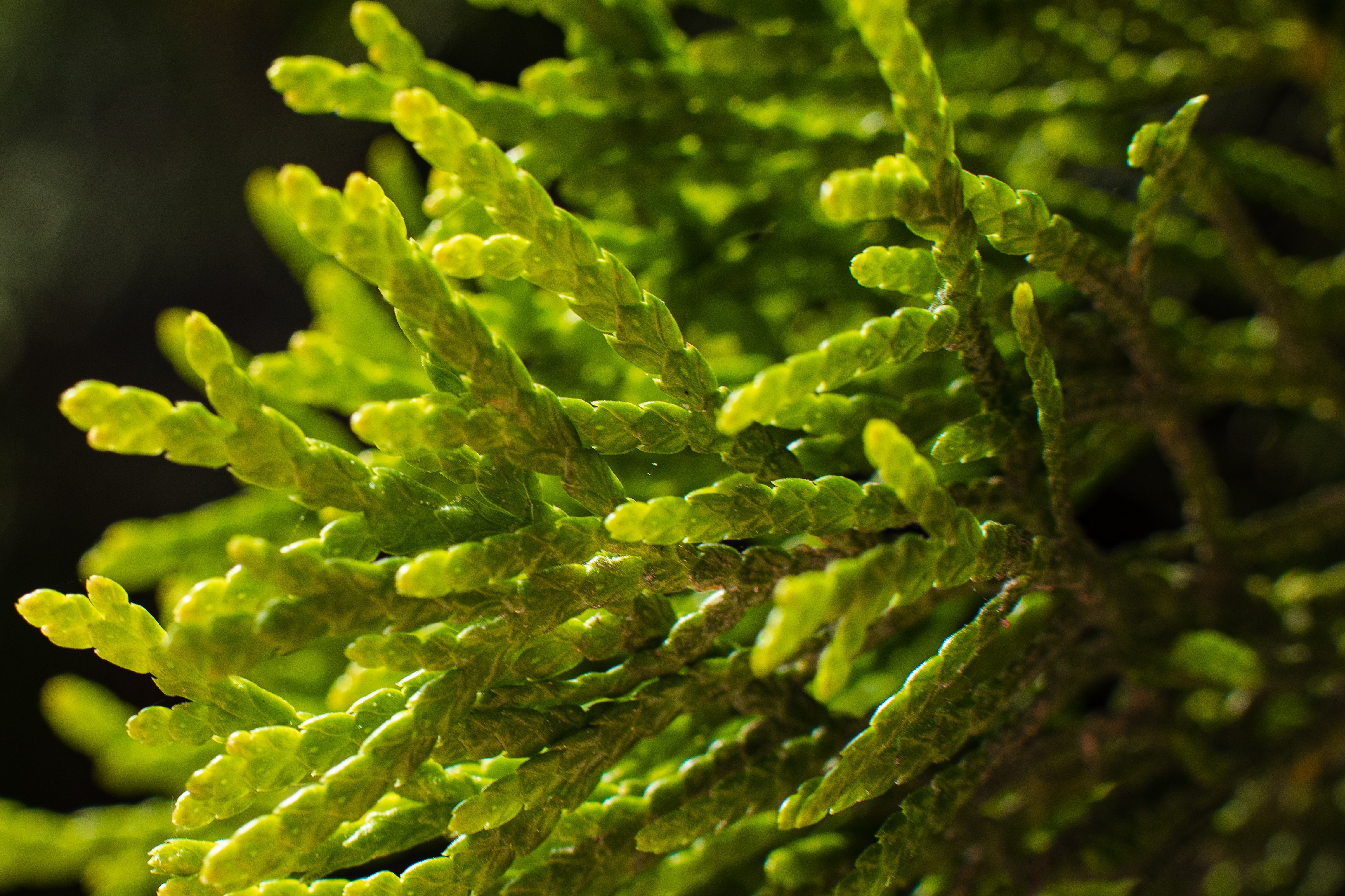 Volcanic Algae Complex